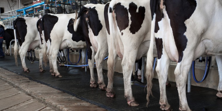 Melkinstallatie / melktank